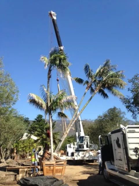 Professional yard maintenance near you in Carpinteria, CA by Jimenez Nursery & Landscapes
