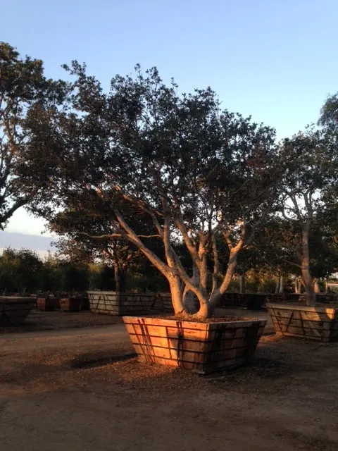 Expert landscape design in Carpinteria, CA by Jimenez Nursery & Landscapes