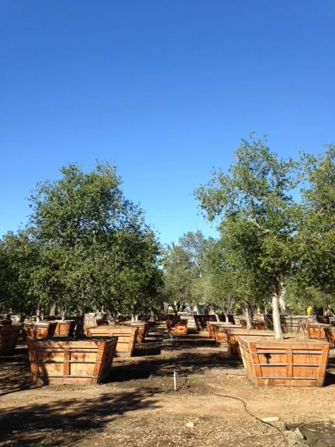 Affordable outdoor landscaping in Carpinteria, CA - Jimenez Nursery & Landscapes