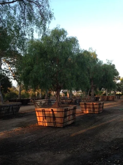 Trusted landscape installation experts serving Carpinteria, CA - Jimenez Nursery & Landscapes