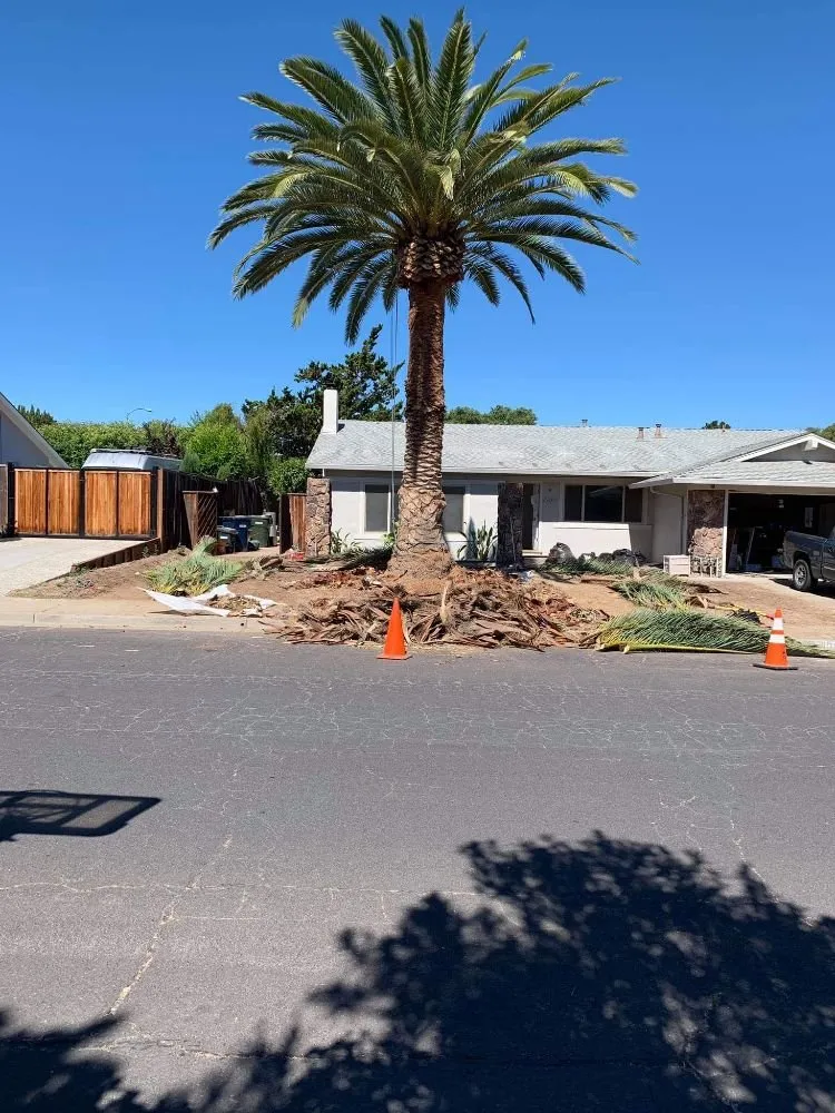 Affordable lawn care service for outdoor upgrades in Cibolo, TX by Jimenez Tree & Lawn Service