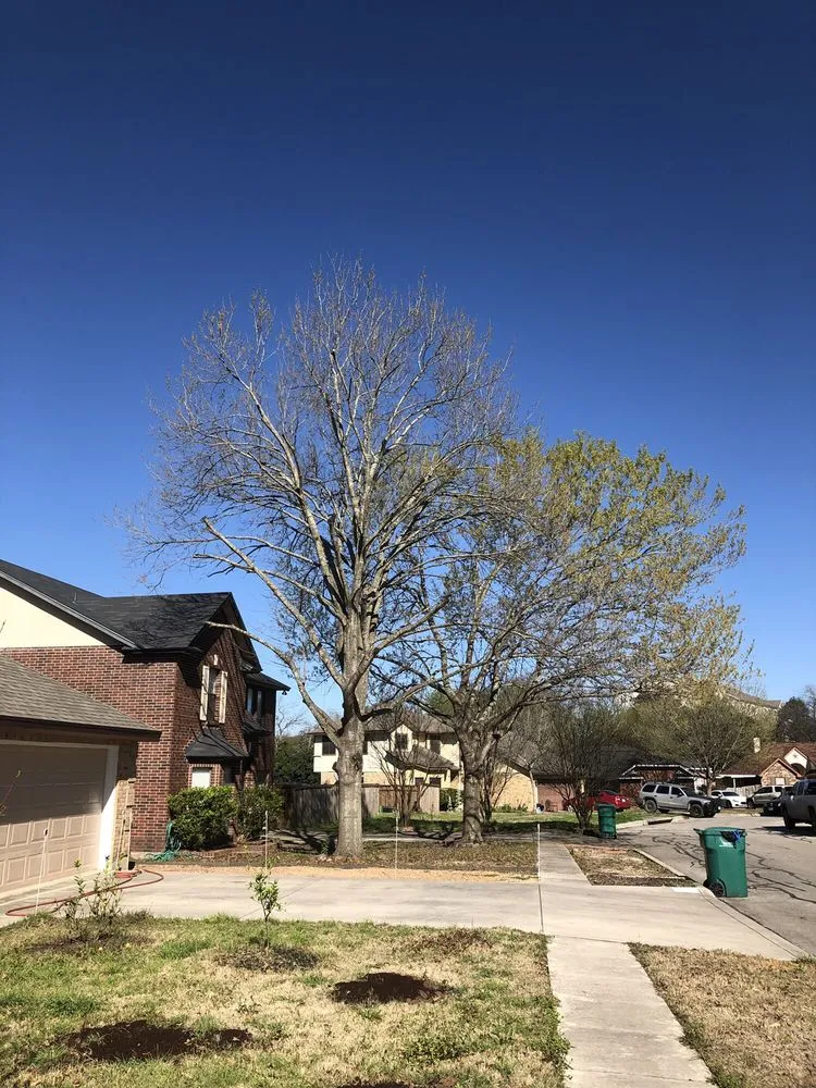 Local yard cleanup service with custom design in Cibolo, TX by Jimenez Tree & Lawn Service