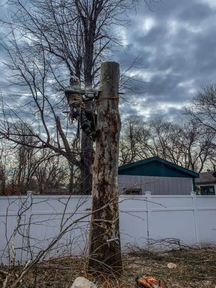 Trusted yard maintenance experts serving Cibolo, TX - Jimenez Tree & Lawn Service