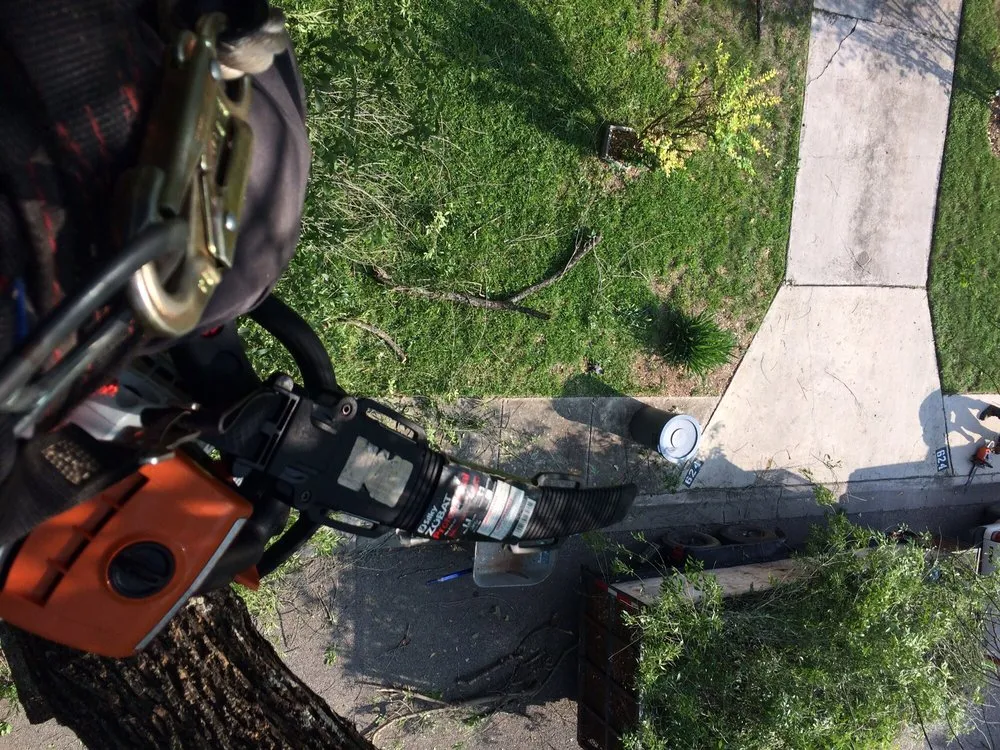 Trusted yard cleanup service for residential properties in Cibolo, TX by Jimenez Tree & Lawn Service