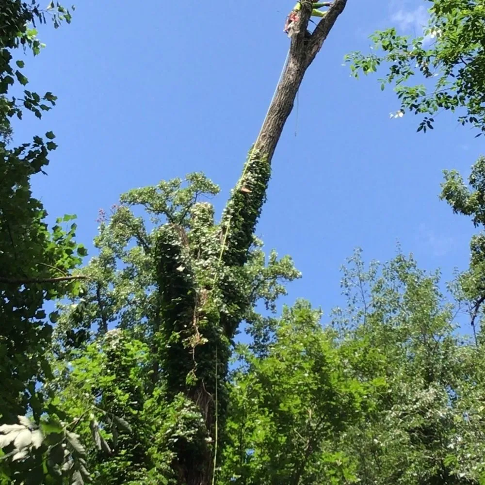 Professional garden landscaping near you in Montgomery Village, MD by Jimenez Tree Service & Landscaping