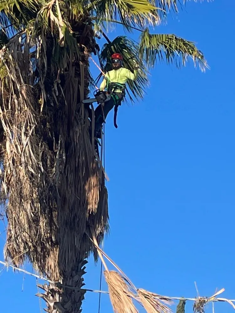 Top-rated landscape design in Gustine, CA by Jimenez Tree service