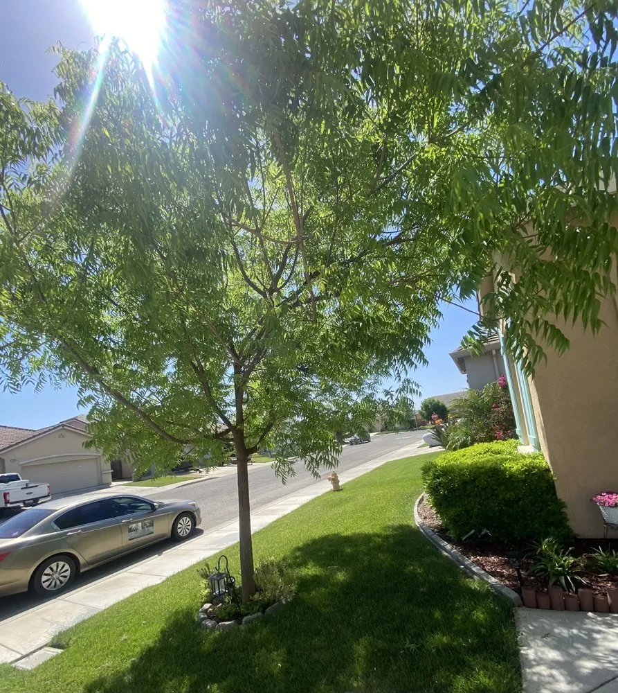 Affordable garden landscaping in Gustine, CA by Jimenez Tree service