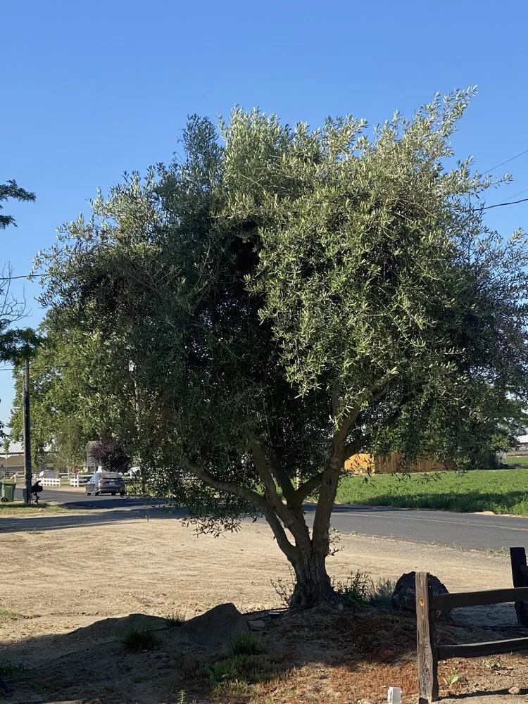 Expert lawn mowing service in Gustine, CA by Jimenez Tree service