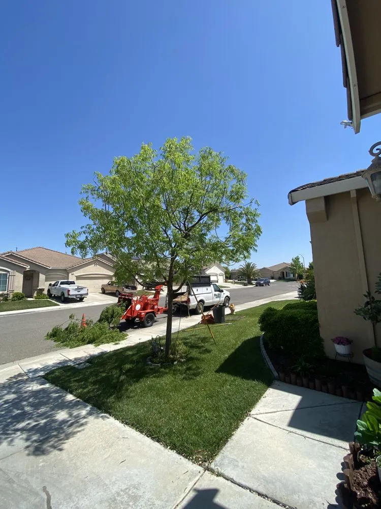 Professional lawn care service for beautiful yards in Gustine, CA by Jimenez Tree service
