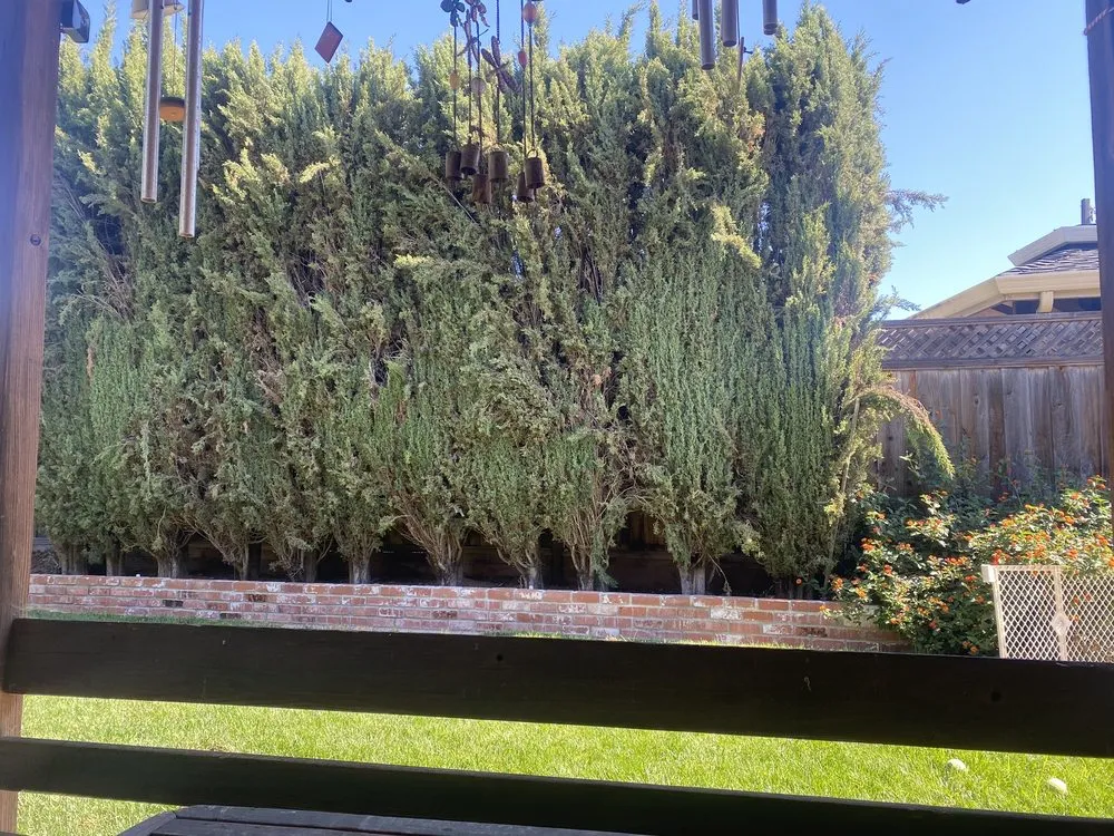 Affordable landscaping services experts serving Gustine, CA - Jimenez Tree service