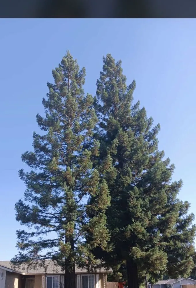 Local garden landscaping for homes in Gustine, CA by Jimenez Tree service