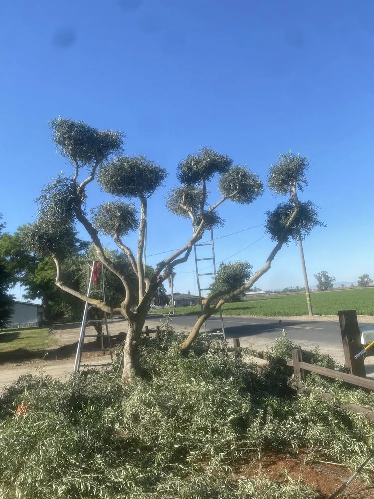 Trusted landscape design near you across Gustine, CA - Jimenez Tree service