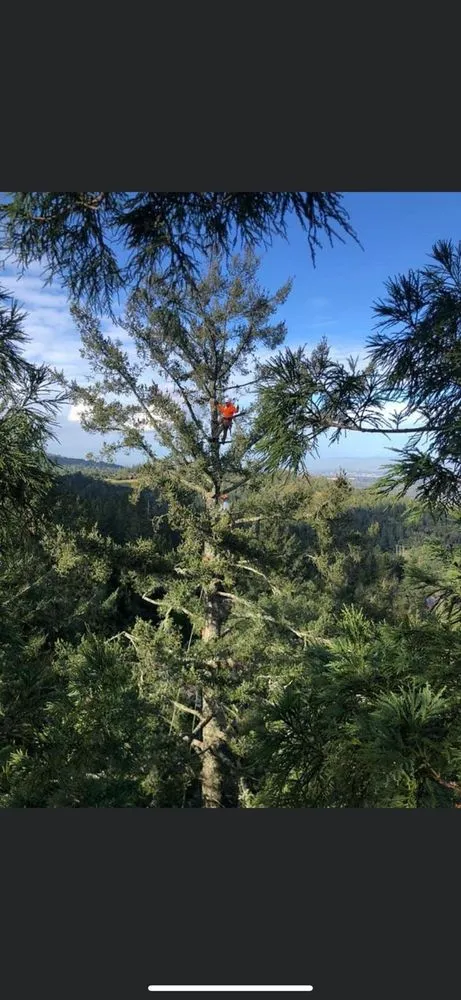Professional yard maintenance for residential properties in Gustine, CA by Jimenez Tree service