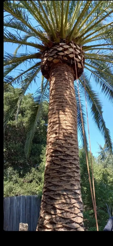 Expert lawn care service in Gustine, CA by Jimenez Tree service