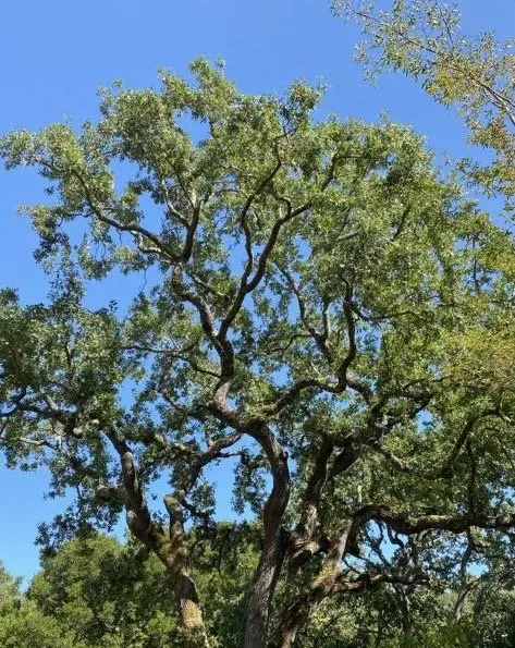 Expert yard cleanup service for year-round maintenance across Gustine, CA - Jimenez Tree service