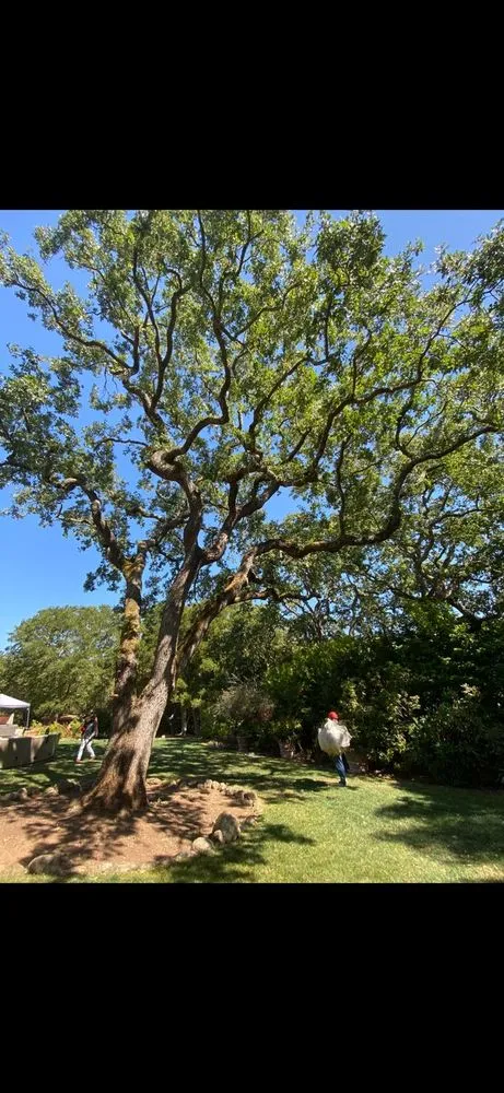 Affordable outdoor landscaping in Gustine, CA - Jimenez Tree service
