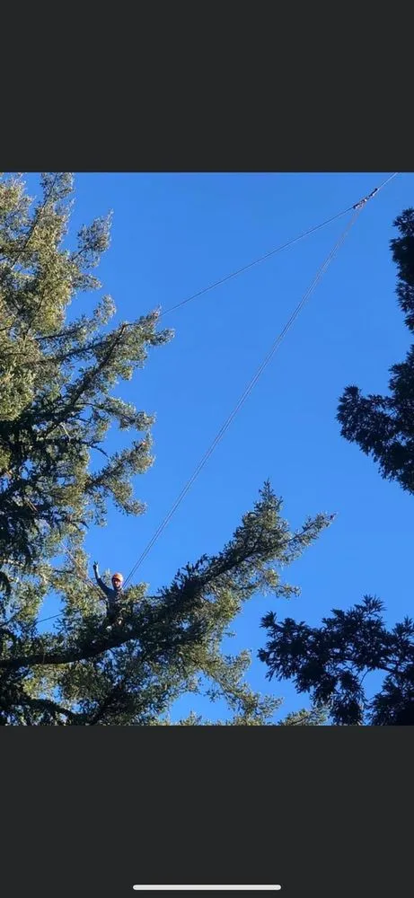 Top-rated landscape design in Gustine, CA by Jimenez Tree service