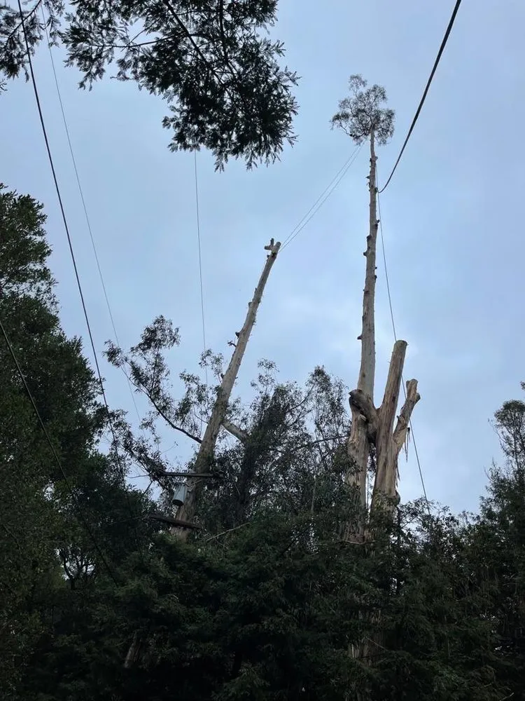 Top-rated yard maintenance experts serving Gustine, CA - Jimenez Tree service