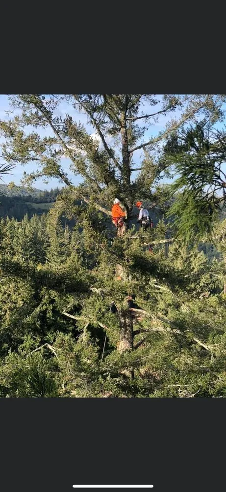 Top-rated lawn mowing service for outdoor upgrades across Gustine, CA - Jimenez Tree service