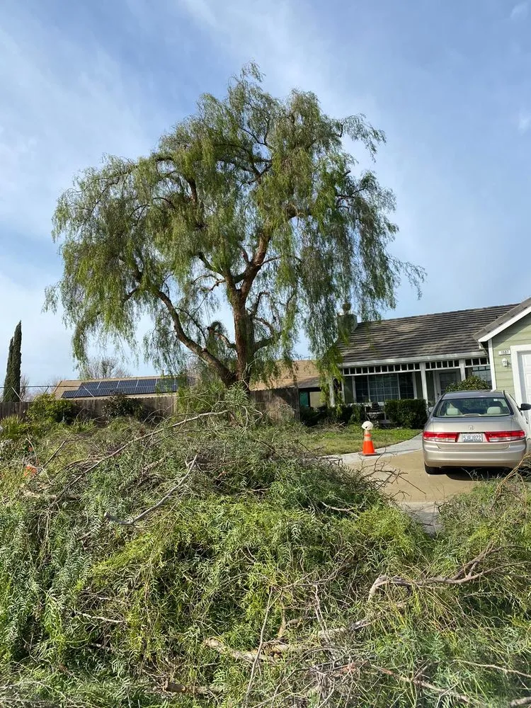 Top-rated landscape installation in Gustine, CA - Jimenez Tree service