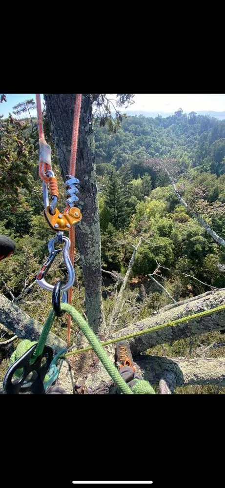 Local residential landscaping for beautiful yards across Gustine, CA - Jimenez Tree service