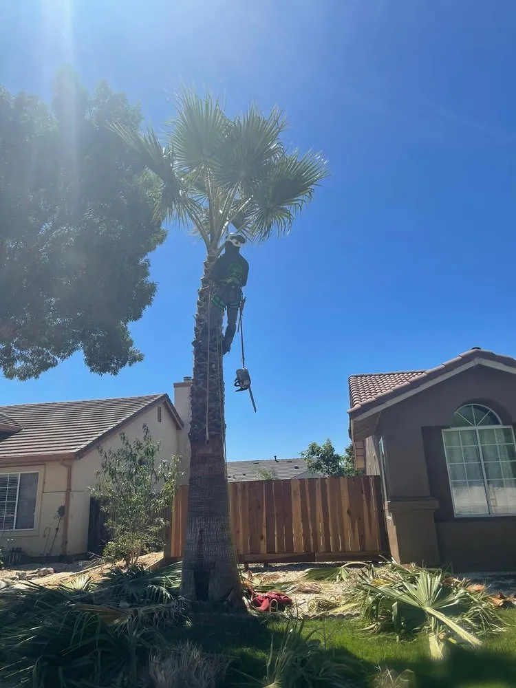 Professional outdoor landscaping in Gustine, CA by Jimenez Tree service