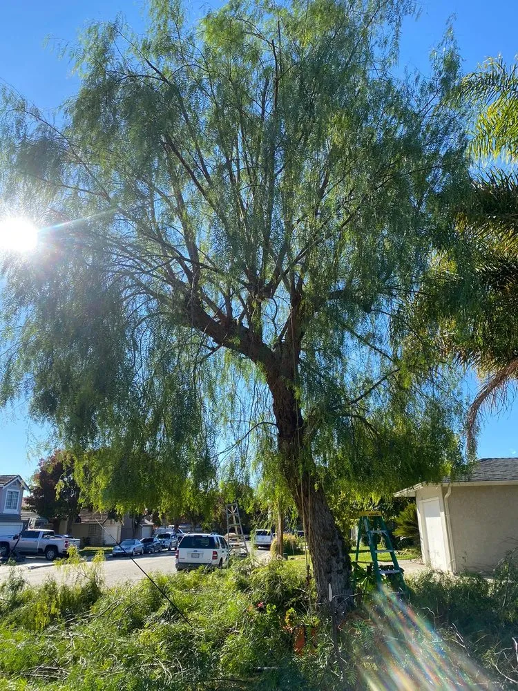 Expert residential landscaping in Gustine, CA - Jimenez Tree service
