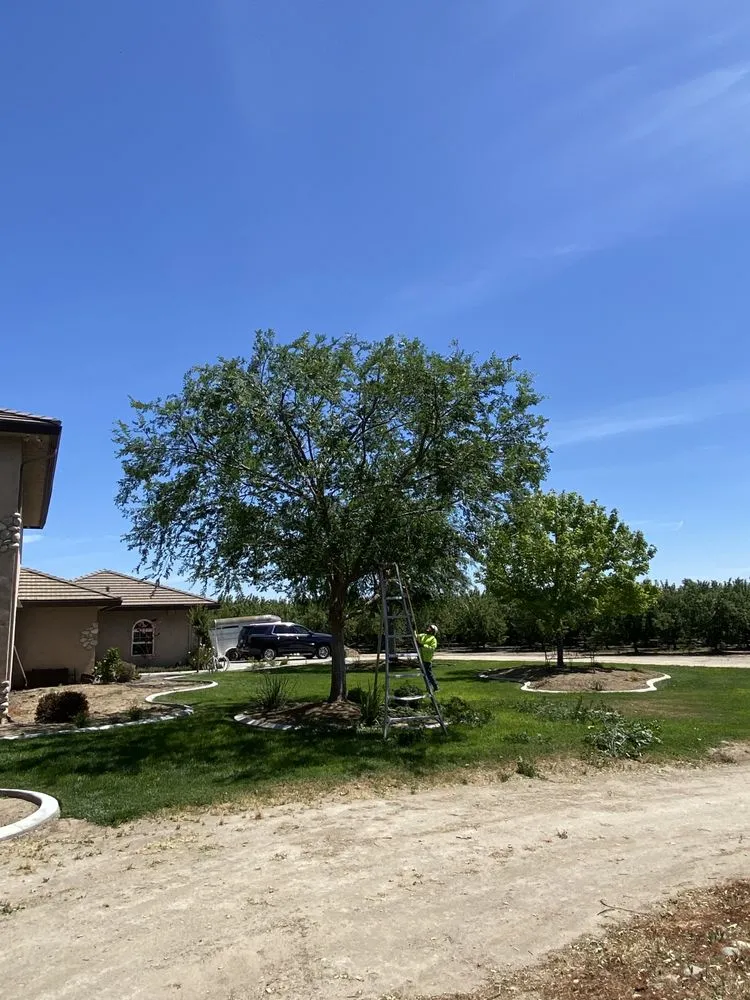 Reliable residential landscaping in Gustine, CA - Jimenez Tree service