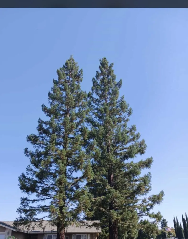 Top-rated yard maintenance for residential properties across Gustine, CA - Jimenez Tree service