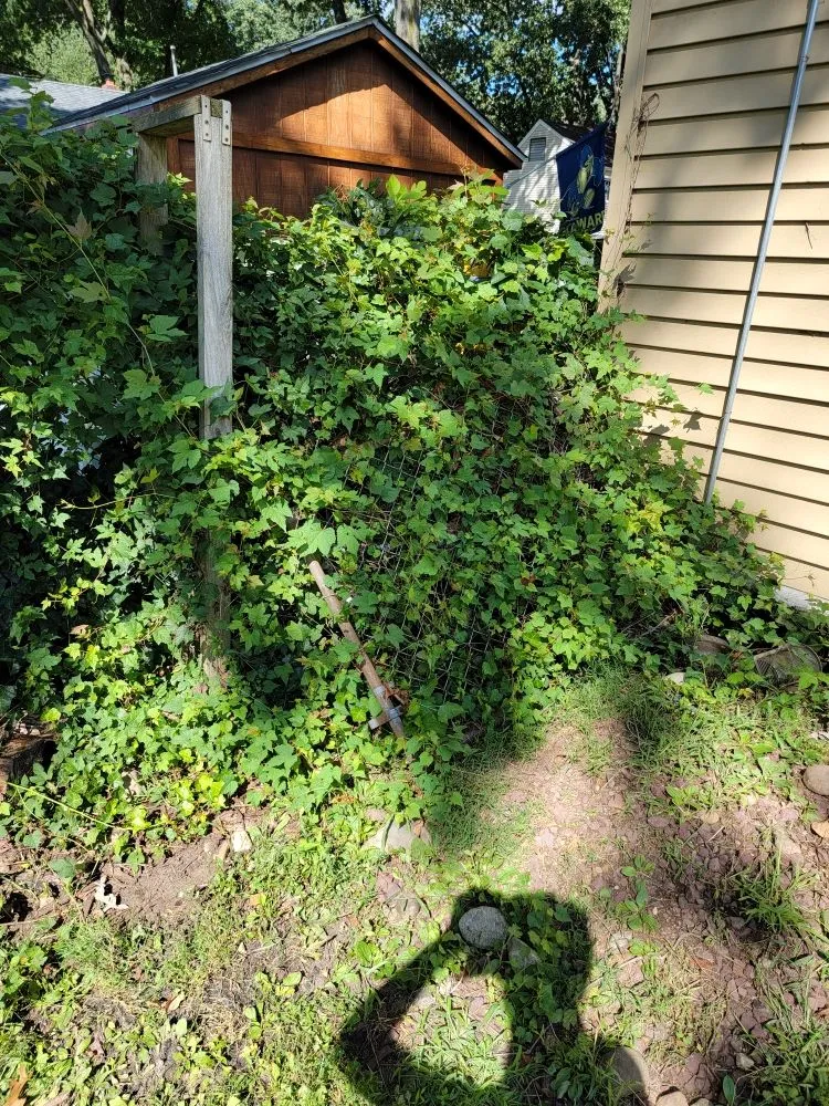 Expert yard cleanup service experts serving Bergenfield, NJ - Jimi On The Spot