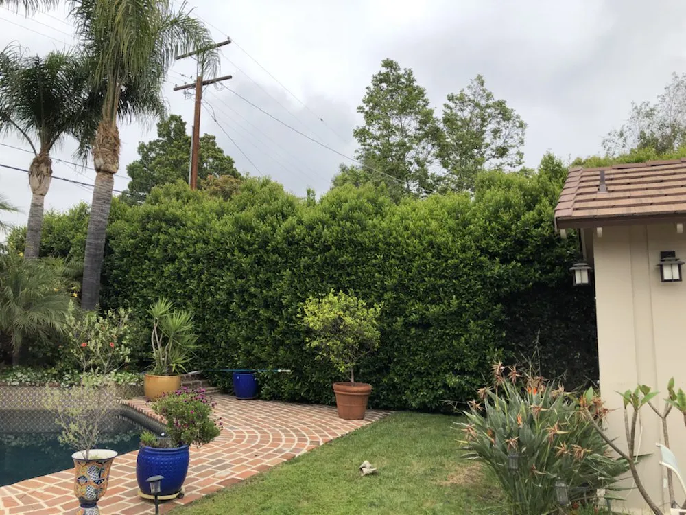 Top-rated yard maintenance near you across Van Nuys, CA - Jimmie's Tree Company