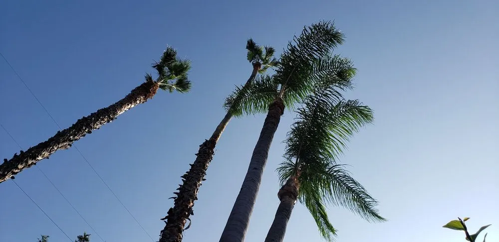 Expert yard cleanup service experts serving Van Nuys, CA - Jimmie's Tree Company