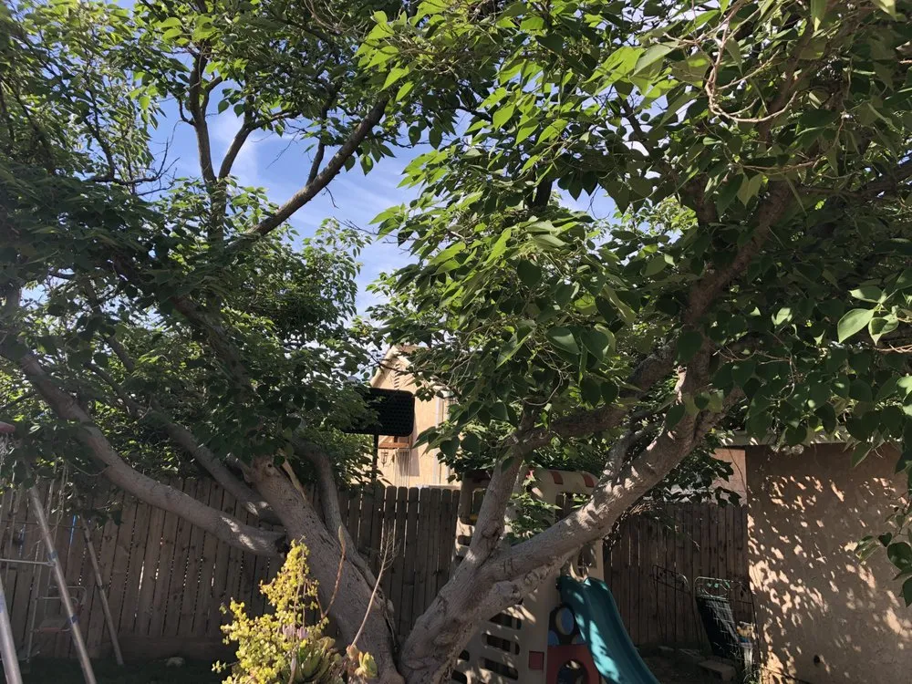 Local outdoor landscaping experts serving Van Nuys, CA - Jimmie's Tree Company