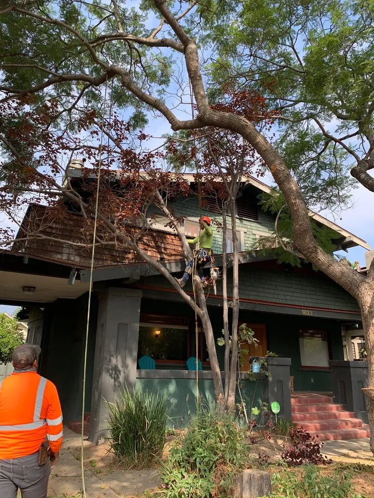 Trusted landscape installation experts serving Van Nuys, CA - Jimmie's Tree Company