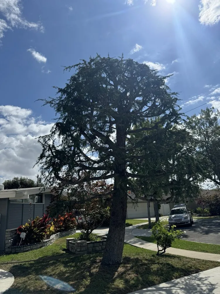 Local garden landscaping in Long Beach, CA by Jimmie's Tree Service