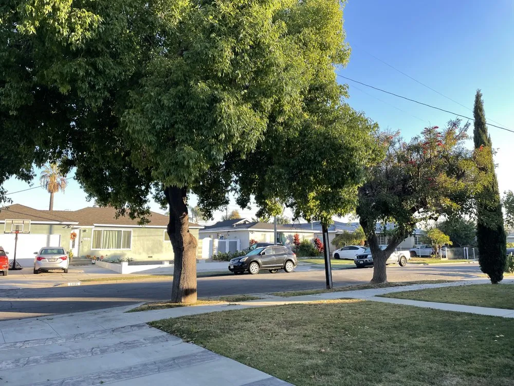 Top-rated yard maintenance experts serving Long Beach, CA - Jimmie's Tree Service