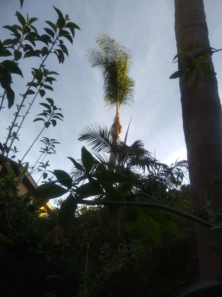 Affordable lawn care service in Long Beach, CA - Jimmie's Tree Service