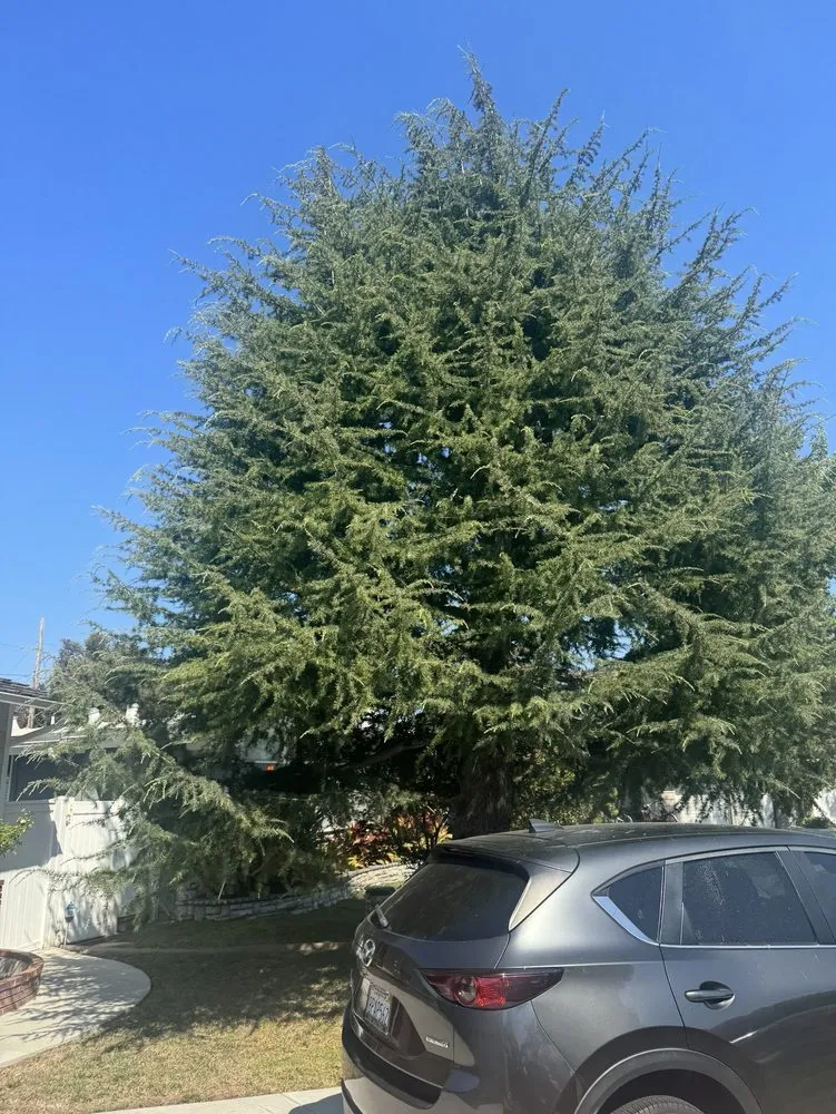 Affordable landscape design with custom design in Long Beach, CA by Jimmie's Tree Service