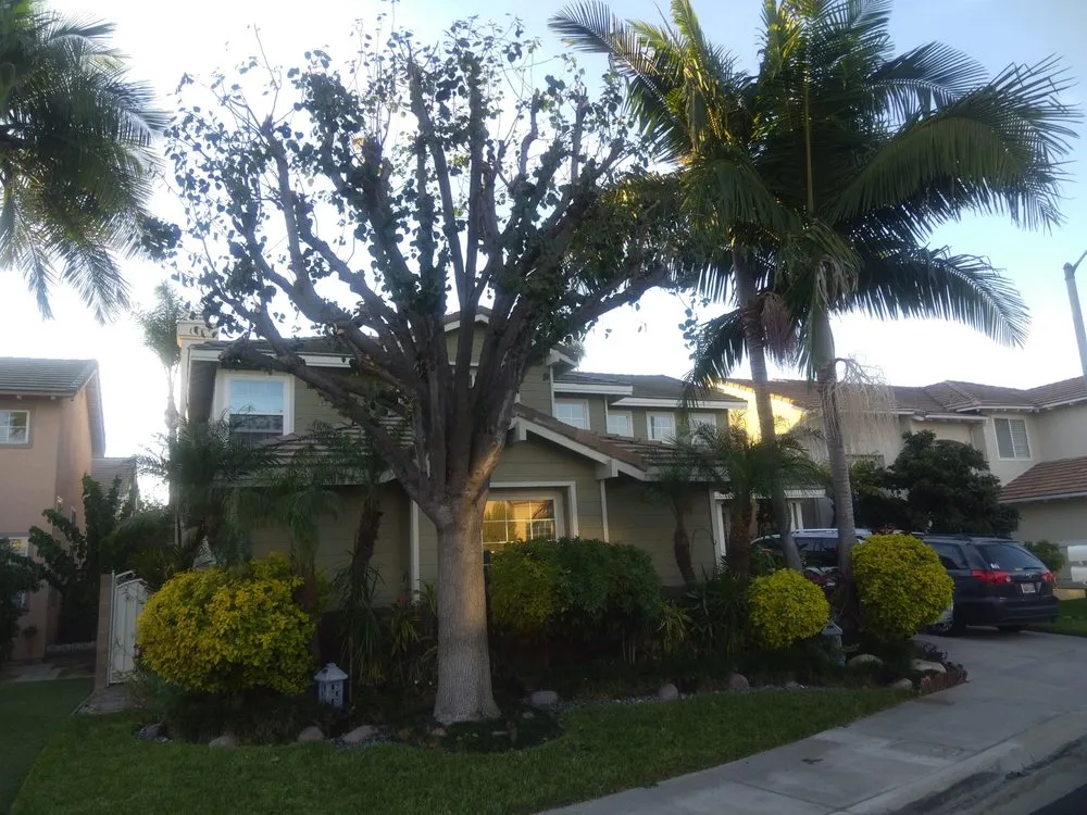 Affordable landscape design experts serving Long Beach, CA - Jimmie's Tree Service