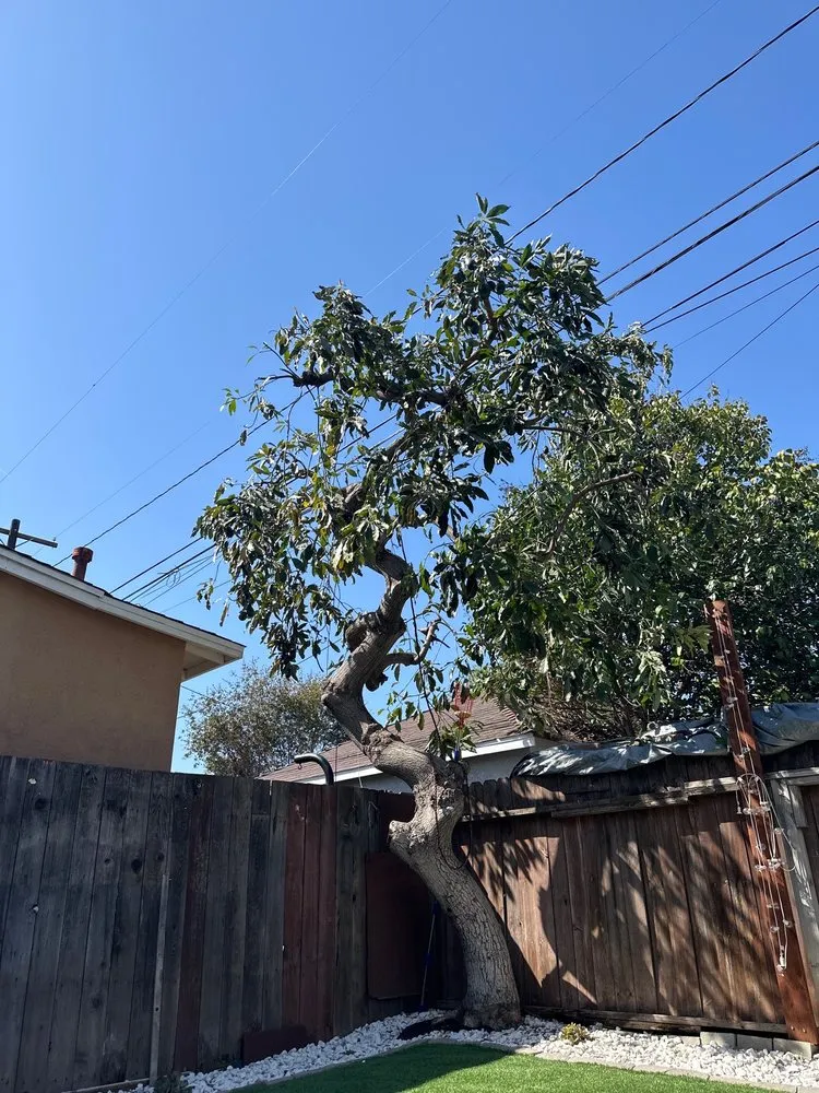 Professional lawn care service for beautiful yards across Long Beach, CA - Jimmie's Tree Service