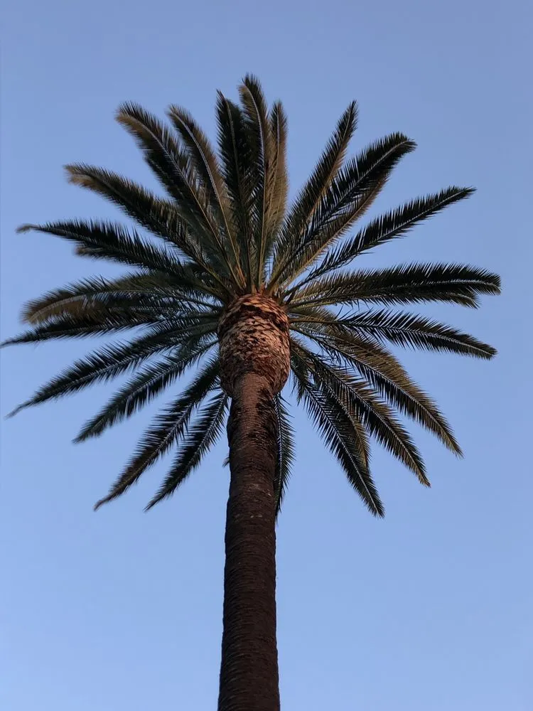 Reliable landscape design with custom design across Long Beach, CA - Jimmie's Tree Service