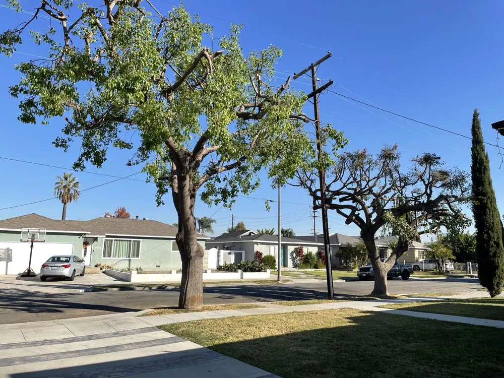 Affordable yard maintenance experts serving Long Beach, CA - Jimmie's Tree Service