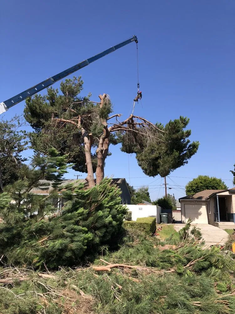 Reliable yard cleanup service in Long Beach, CA by Jimmie's Tree Service