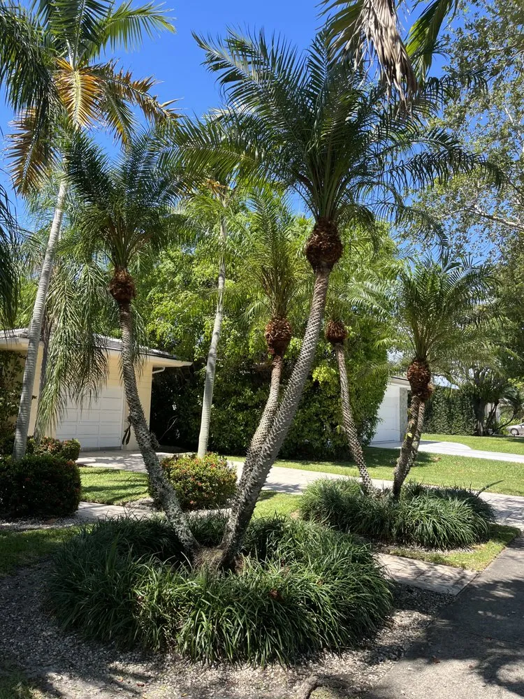 Professional residential landscaping in Miami Lakes, FL by Jimmy Landscaping