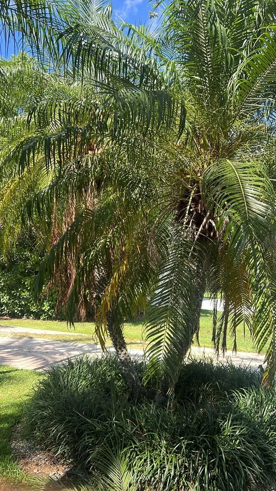 Professional garden landscaping for residential properties in Miami Lakes, FL by Jimmy Landscaping