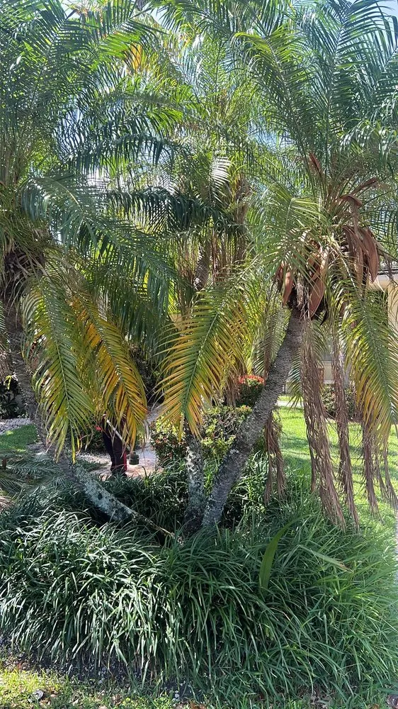 Expert landscaping services with custom design across Miami Lakes, FL - Jimmy Landscaping