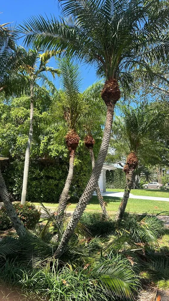 Custom yard cleanup service in Miami Lakes, FL - Jimmy Landscaping
