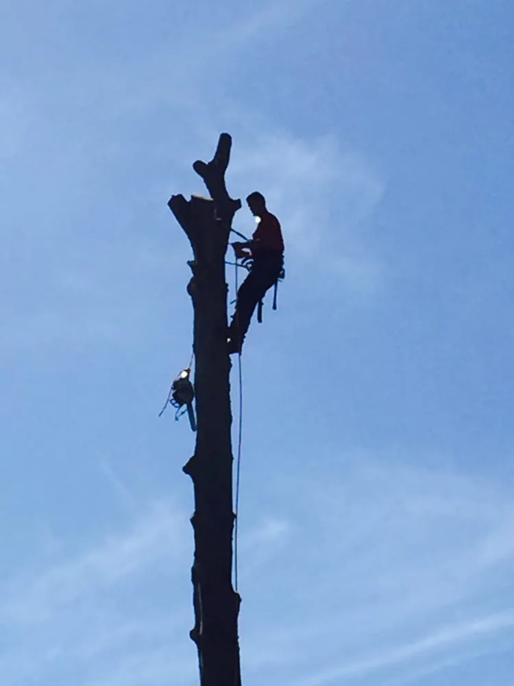 Trusted yard maintenance with custom design across Pinellas Park, FL - Jimmy Willett Tree Service