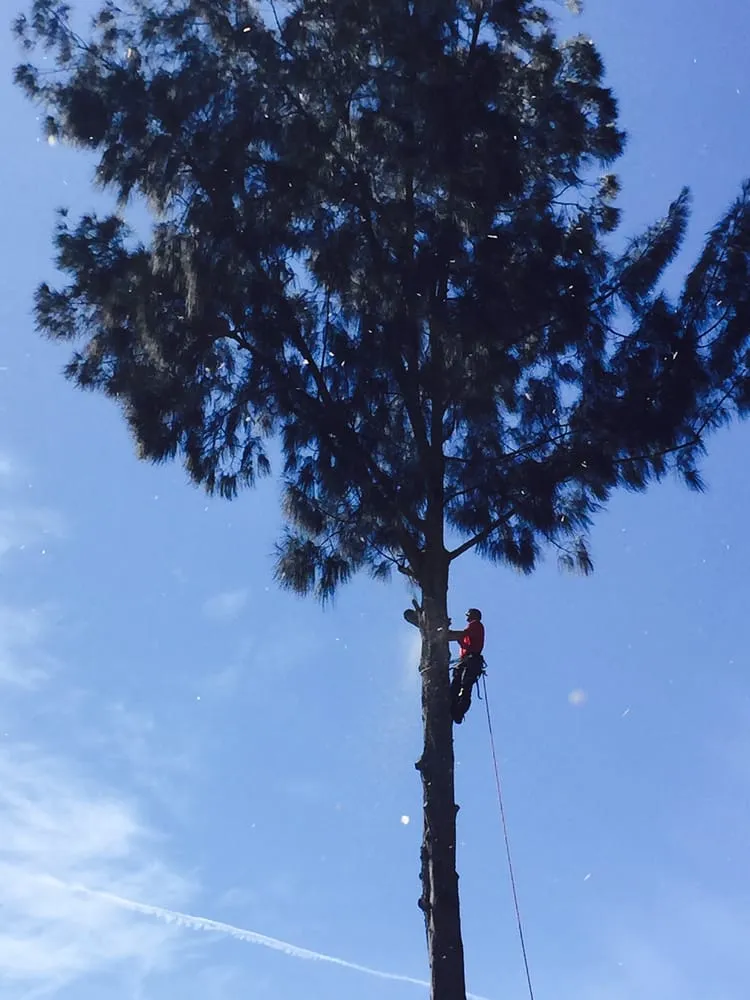 Reliable landscape installation in Pinellas Park, FL - Jimmy Willett Tree Service