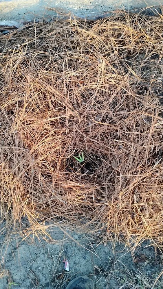 Local yard cleanup service in Panama City, FL - Jimmy's Home and Lawn maintenance